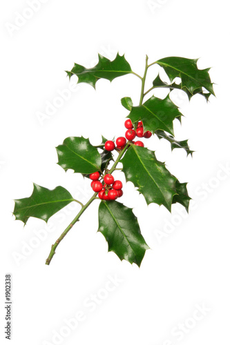 Photo : branche de houx branche de houx