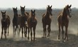 arabian horses