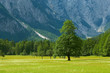 old tree in alpine valley