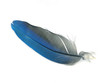 feather