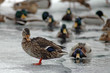 swimming ducks