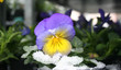 schnee  und blüme