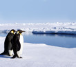 penguins