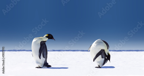 Photo: penguin sports penguin sports
