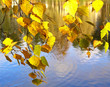 autumn leaves on the wind