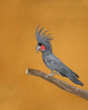 Foto: parrot parrot
