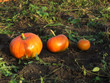 autumn harvest