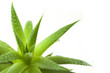 aloe