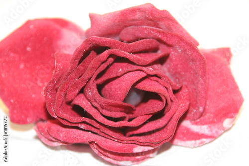 Photo: rose 6358 rose 6358
