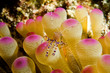caribbean anemone shrimp