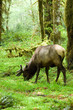 rainforest habitat rainforest habitat