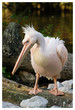 pelican
