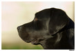 labrador noir