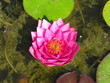 fleur rose fleur rose