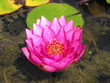 fleur rose fleur rose