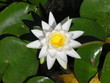 fleur blanche fleur blanche