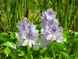 fleur violette fleur violette