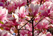 blooming magnolia