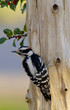 downy woodpecker male downy woodpecker male