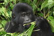 wild gorilla