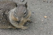 Photo: groundhog groundhog