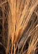 grain field