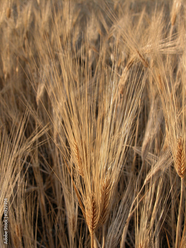 Foto: grain field grain field