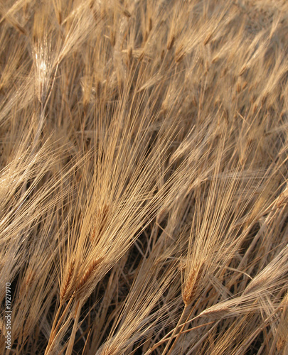 Foto: grain field grain field