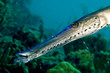 caribbean pipefish