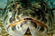 caribbean lizardfish