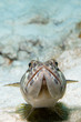 caribbean lizardfish