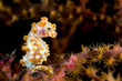 pygmee seahorse indonesia sulawesi