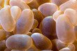 anemone abstract indonesia sulawesi