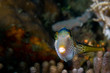 reeffish indonesia sulawesi
