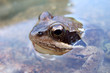 grenouille