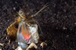 mantis shrimp indonesia sulawesi