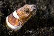 moray eel indonesia sulawesi