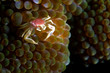 porcelain crab, indonesia