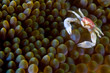 porcelain crab, indonesia