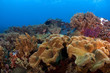 soft coral reefscape indonesia sulawesi
