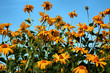 flowers and sky