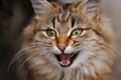 portrait of surprised cat