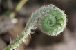 spirale végétale