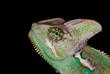 chameleon