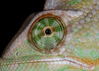 chameleon