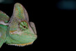 chameleon