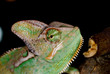 chameleon