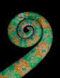 chameleon