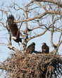 eagle leaving nest