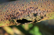 corrosion